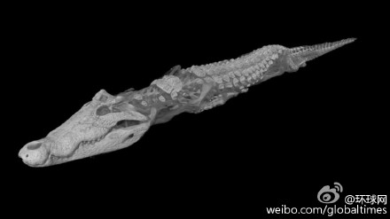 埃及寺庙发现一具鳄鱼木乃伊距今2500年