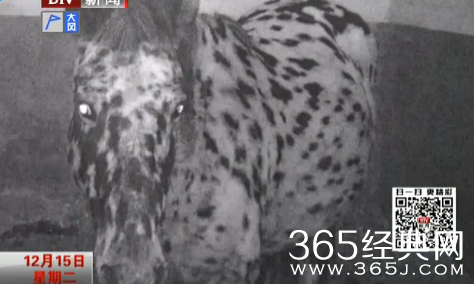 8岁学骑马坠亡女孩小雨父母资料家境