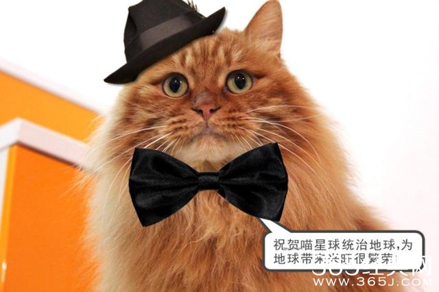 新闻哥：世界杯喵星人占领了！2015.12.17