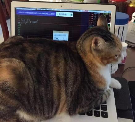 新闻哥：世界杯喵星人占领了！2015.12.17