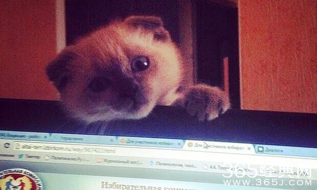 新闻哥：世界杯喵星人占领了！2015.12.17