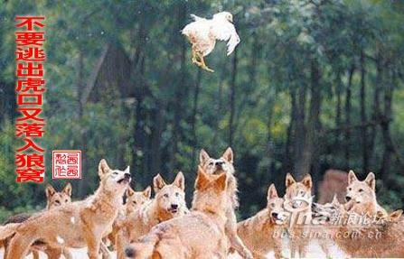 新闻哥：世界杯喵星人占领了！2015.12.17