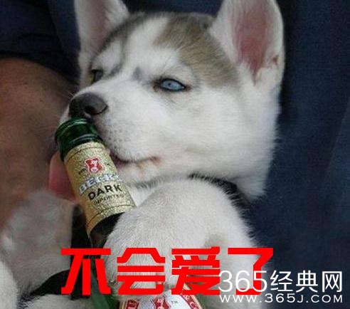 新闻哥：世界杯喵星人占领了！2015.12.17