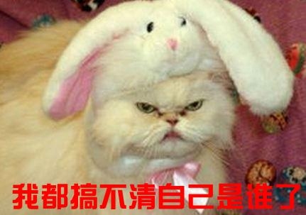 新闻哥：世界杯喵星人占领了！2015.12.17