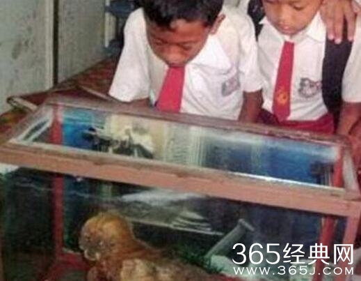 印尼蛇王竟捕捉到人头蛇身怪物 恐怖变异蛇