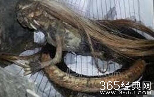 印尼蛇王竟捕捉到人头蛇身怪物 恐怖变异蛇