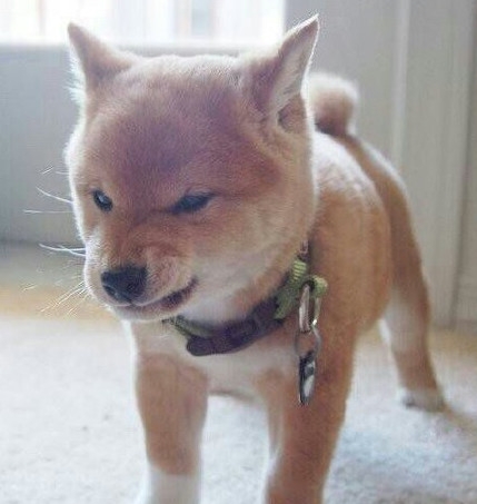 新闻哥：先减肥在跳河自杀！2015.12.18