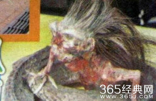 印尼蛇王竟捕捉到人头蛇身怪物 恐怖变异蛇