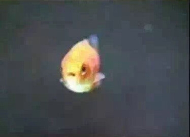 新闻哥：这是个看脸的时代！2015.12.21