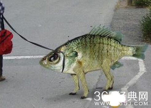 新闻哥：这是个看脸的时代！2015.12.21