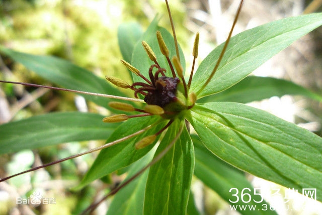 芈月传七叶一枝花真的存在吗