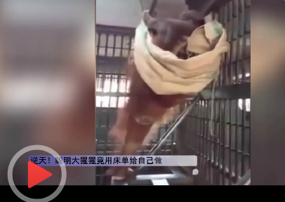 泰国大猩猩做吊床视频