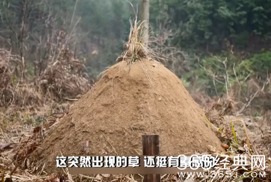 电视剧芈月传穿帮镜头第二期