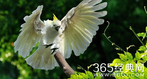 恶棍天使折耳根的鹦鹉是什么品种