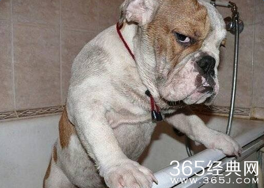 一句话搞笑语录:我自横刀向天笑,笑完我就去睡觉