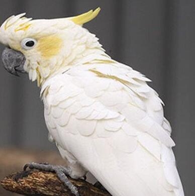 恶棍天使折耳根的鹦鹉是什么品种