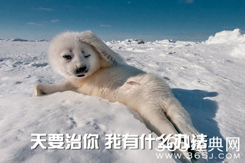 新闻哥：今晚想和苍老师一起跨年！2015.12.31