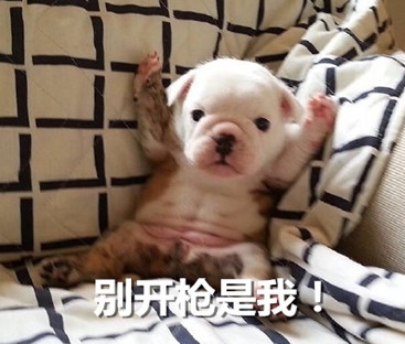 新闻哥：今晚想和苍老师一起跨年！2015.12.31