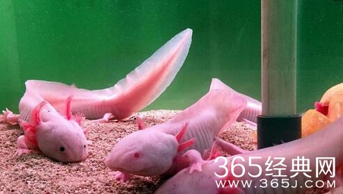 恐龙鱼生活习性介绍