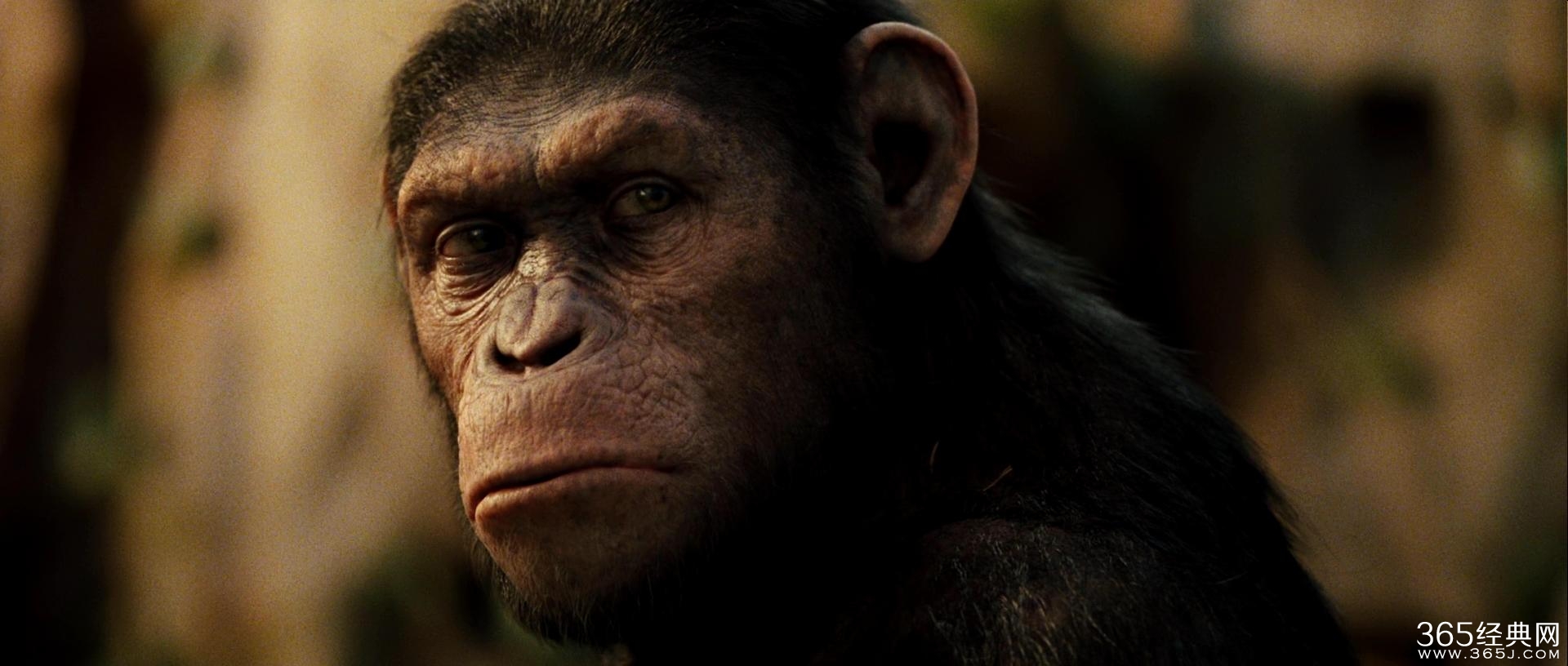 猩球崛起4什么时候上映