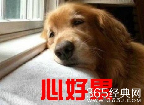 30条一句话搞笑语录:没有癞蛤蟆,天鹅也会寂寞