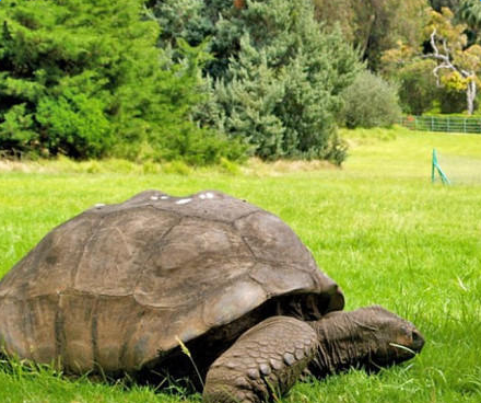 183岁塞舌尔乌龟成世界上最长寿动物