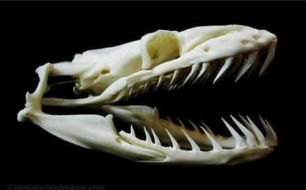 新闻哥：与动物亲密需谨慎！2016.01.11