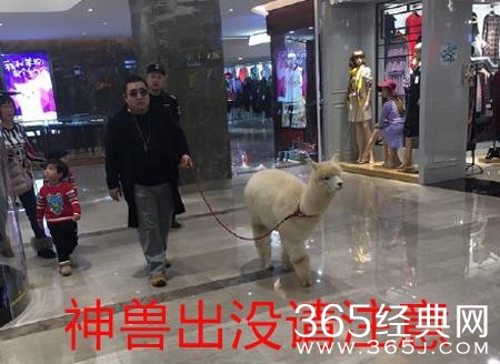 新闻哥：与动物亲密需谨慎！2016.01.11