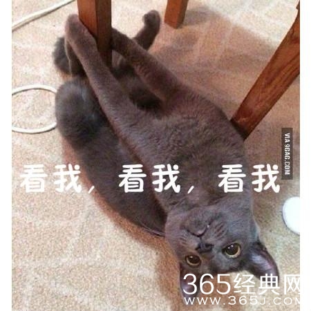 新闻哥：与动物亲密需谨慎！2016.01.11