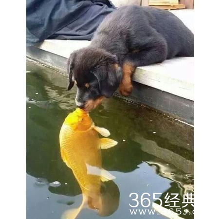 新闻哥：与动物亲密需谨慎！2016.01.11