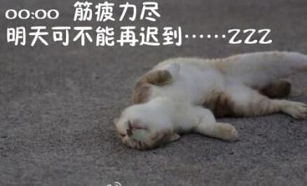 新闻哥：芈月传看得不要媳妇了！2016.01.13