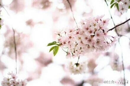 早安心语：初抬眼，谁顾经年。 再凝眸，君已不见。2016.01.15