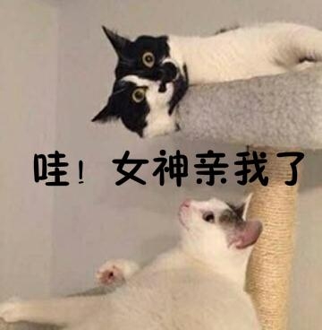 新闻哥：四九天真的冷死人！2016.01.19