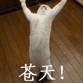 新闻哥：四九天真的冷死人！2016.01.19