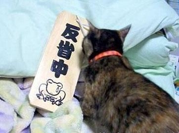 新闻哥：你的另一伴有前科吗？2016.01.20