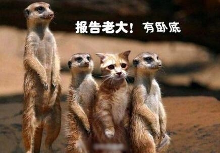 新闻哥：你的另一伴有前科吗？2016.01.20