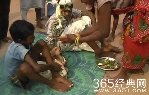 印度男孩为什么被迫娶狗 男孩被迫娶狗为妻视频在线观看