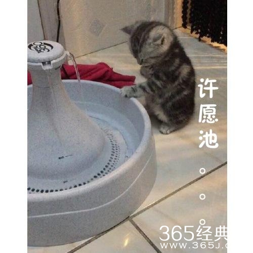 新闻哥：传说中猪一样的队友！2016.01.22