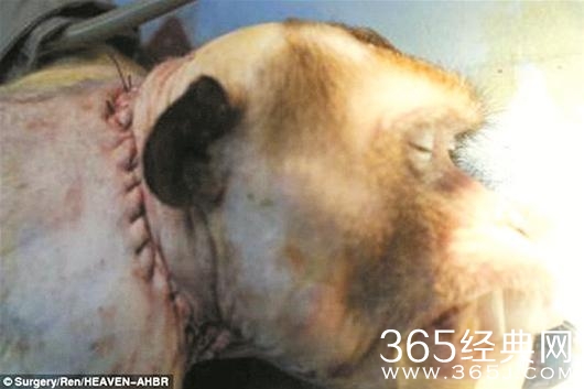 给猴子换头手术成功 医生逆天医术强大
