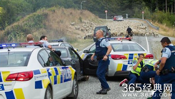 羊群助警察抓住无牌超速驾驶者视频完整版
