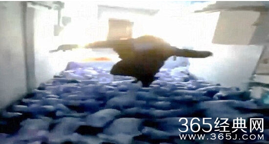 胖男压死72只猪视频完整版 胖男背景及个人资料遭扒