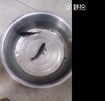 冰冻的鱼竟然复活了怎么回事 冰冻的鱼竟然复活了视频完整版