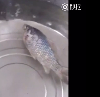 冰冻的鱼竟然复活了怎么回事 冰冻的鱼竟然复活了视频完整版