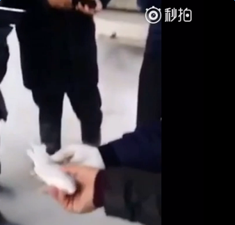 冰冻的鱼竟然复活了怎么回事 冰冻的鱼竟然复活了视频完整版