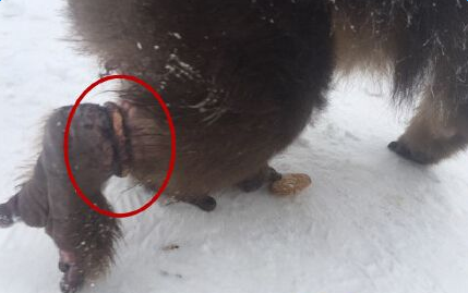 峨眉山灵猴求救组图 遇游客便上前展示拉着裤腿不放