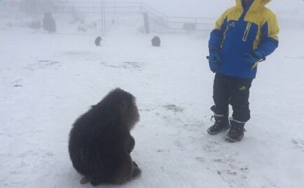 峨眉山灵猴求救组图 遇游客便上前展示拉着裤腿不放