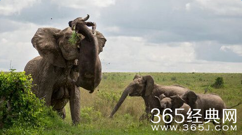 暴走大象杀死水牛完美捕捉整个过程视频完整版