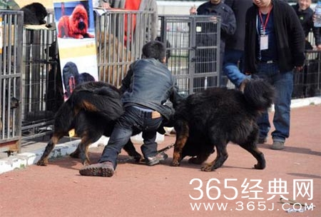 山东6旬老汉与藏獒搏斗将其打趴视频完整版