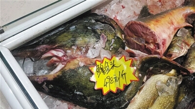 天价鱼饭店被停业 鳇鱼赶条鱼都从哪进货多少钱