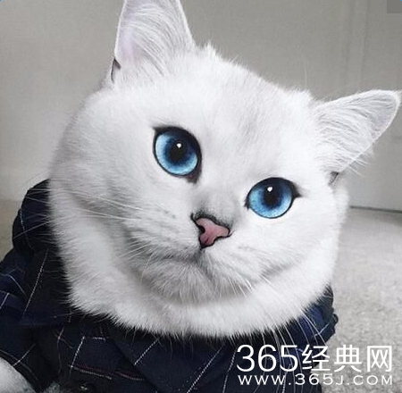 英国蓝眼短毛猫走红网络收获28万粉丝